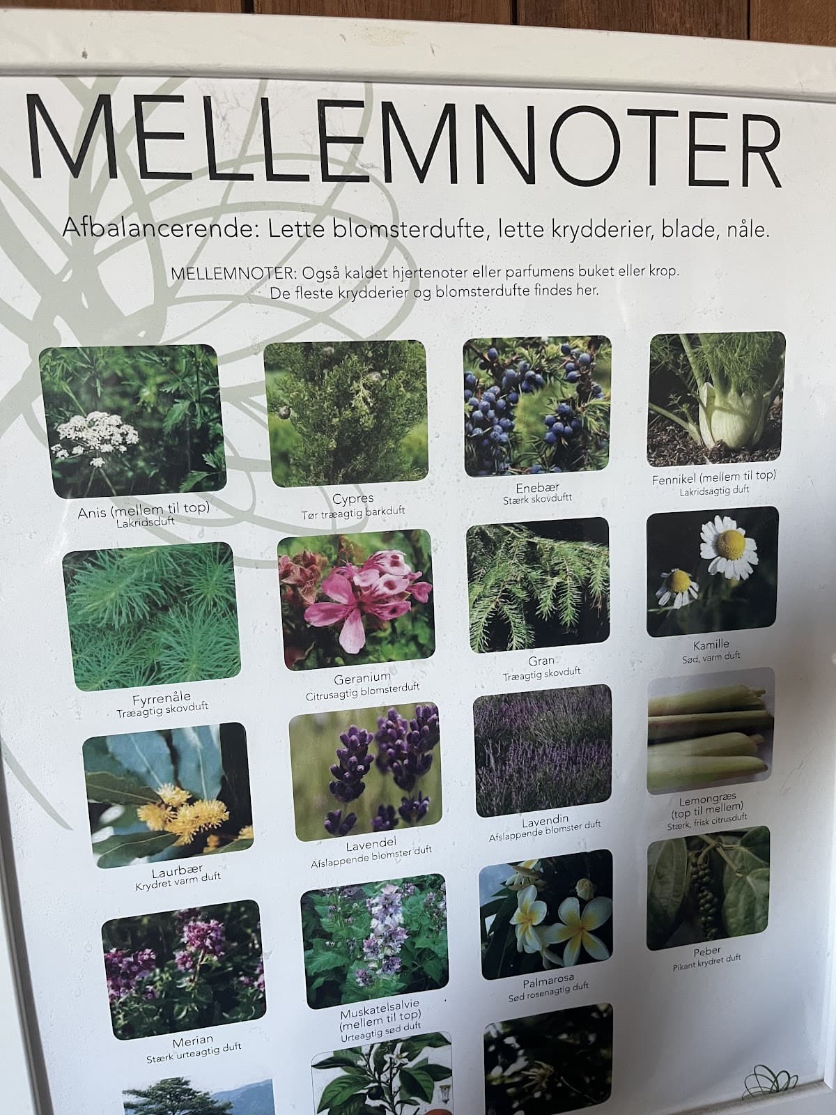 Wellness-Saunagus - Billede 5